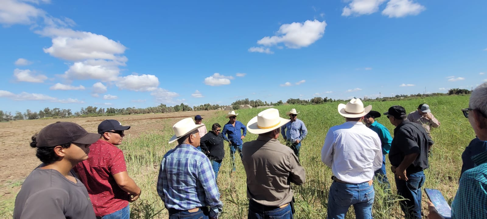 Recorrido de campo para mostrar a los agricultores del Valle de Mexicali el cultivo de sesbania en el Instituto de Ciencias Agrícolas