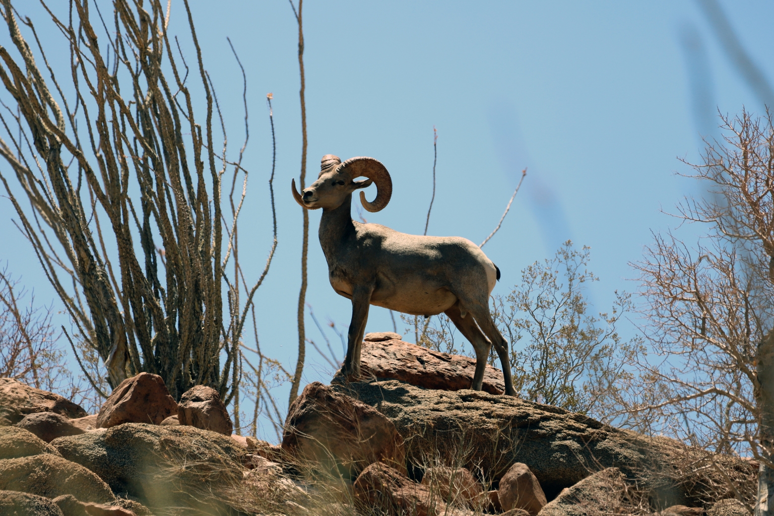 Conmemoramos el Día Estatal por la Conservación del Borrego Cimarrón